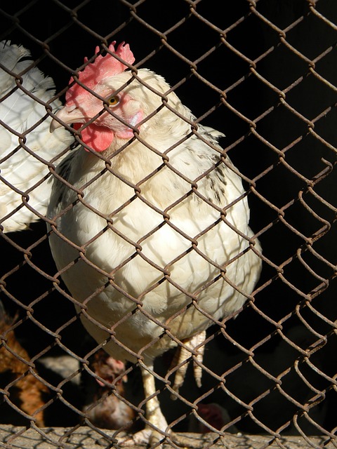 目的职业比 目的职业比