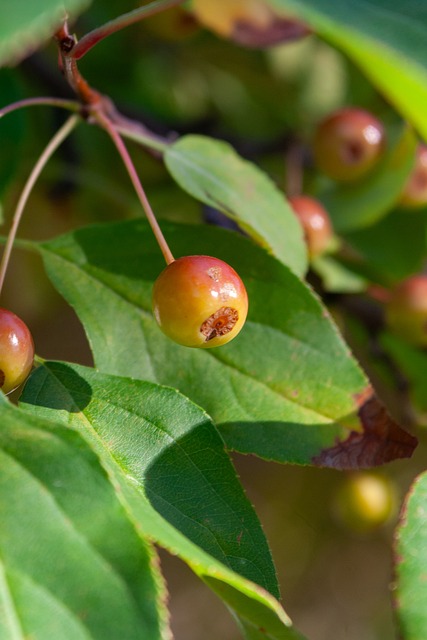 爱的领袖型 爱的领袖型