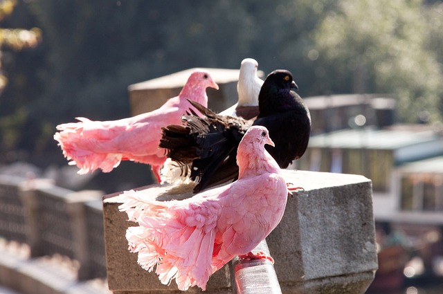 巴黎和皇马 巴黎和皇马